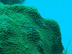 Elacatinus illecebrosus