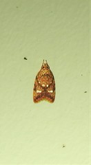 Lophopepla igniferella