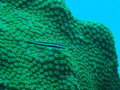 Elacatinus illecebrosus