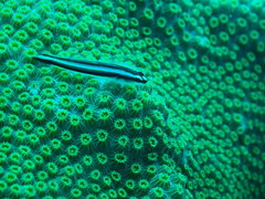 Elacatinus illecebrosus