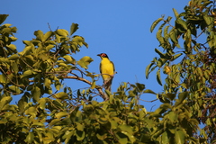 Sphecotheres vieilloti