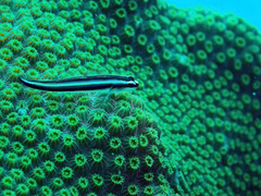 Elacatinus illecebrosus