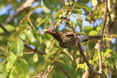 Sphecotheres vieilloti