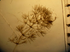 Nitella paludigena
