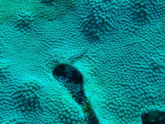 Elacatinus illecebrosus