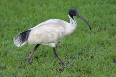 Threskiornis molucca
