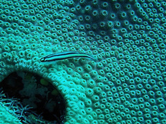 Elacatinus illecebrosus