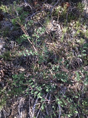Hosackia crassifolia