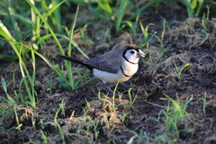 Stizoptera bichenovii