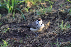 Stizoptera bichenovii