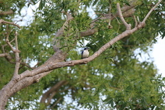 Todiramphus macleayii