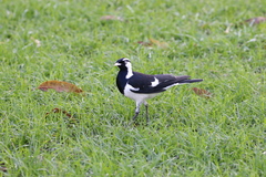 Grallina cyanoleuca