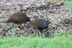 Megapodius reinwardt