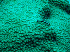 Elacatinus illecebrosus