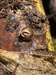 Cryptomastix germana