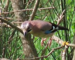 Garrulus glandarius