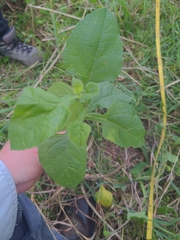 Verbesina microptera