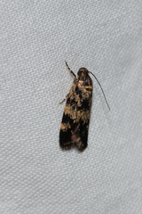 Barea eucapnodes