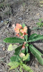 Crossandra greenstockii