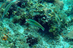 Halichoeres maculipinna