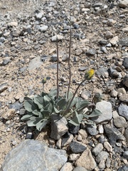 Enceliopsis nudicaulis