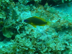 Hypoplectrus gummigutta