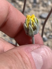 Enceliopsis nudicaulis