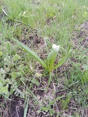 Colchicum bulbocodium versicolor