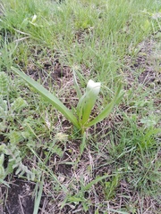 Colchicum bulbocodium versicolor