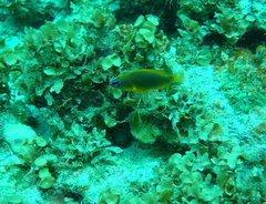 Hypoplectrus gummigutta
