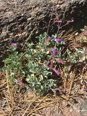 Penstemon caesius