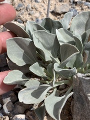 Enceliopsis nudicaulis