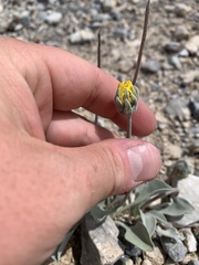 Enceliopsis nudicaulis