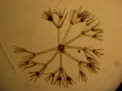 Nitella paludigena