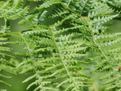 Pteridium aquilinum