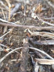 Stenaelurillus sarojinae