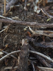 Stenaelurillus sarojinae