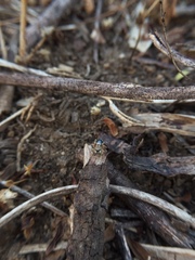 Stenaelurillus sarojinae