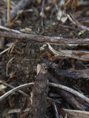 Stenaelurillus sarojinae