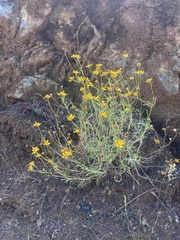 Eriophyllum jepsonii