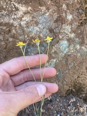 Eriophyllum jepsonii