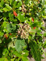 Euphorbia heterophylla image