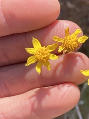 Eriophyllum jepsonii
