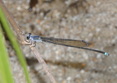 Pseudagrion jedda