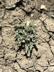 Calystegia collina venusta