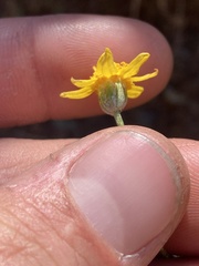 Eriophyllum jepsonii