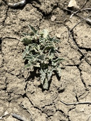 Calystegia collina venusta