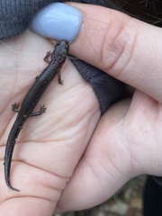 Plethodon ventralis