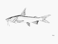Guinean Sea Catfish photo 2