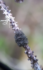 Leptogidium contortum